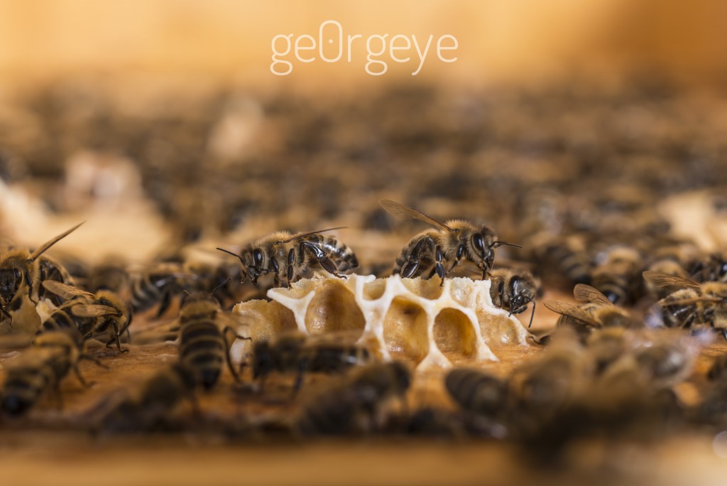 greeenovation_bienen_georgeye-55